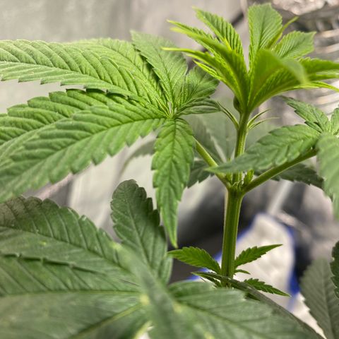 Wedding Cake growlog photo: Bud sight day 12 of the flowering stage 