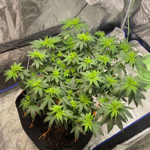 Wedding Cake growlog photo:  Plants are looking beautiful with a slight curl in the leaves are you had me lower my PPFD to 850 if the curling does not stop We will wait to see if overwatering was the cause.