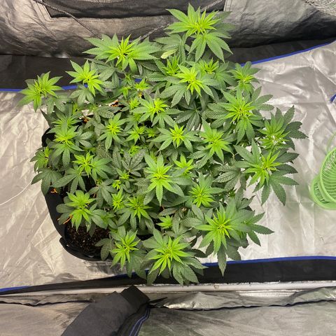Wedding Cake growlog photo:  Plants are looking beautiful with a slight curl in the leaves are you had me lower my PPFD to 850 if the curling does not stop We will wait to see if overwatering was the cause.