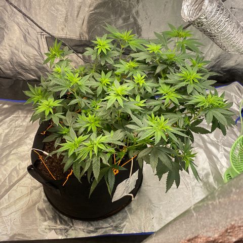 Wedding Cake growlog photo: Day 15 flower