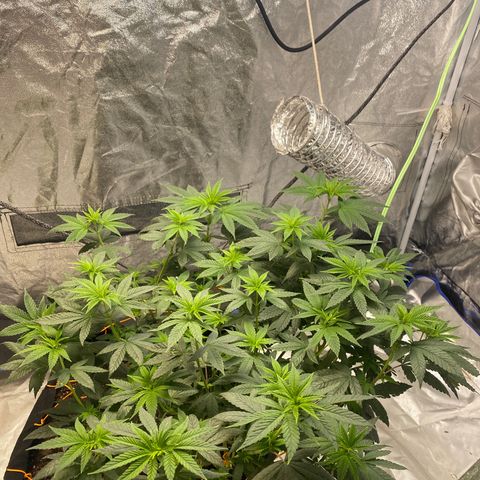 Wedding Cake growlog photo: A lot of new stretch 