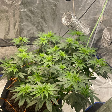 Wedding Cake growlog timeline photo