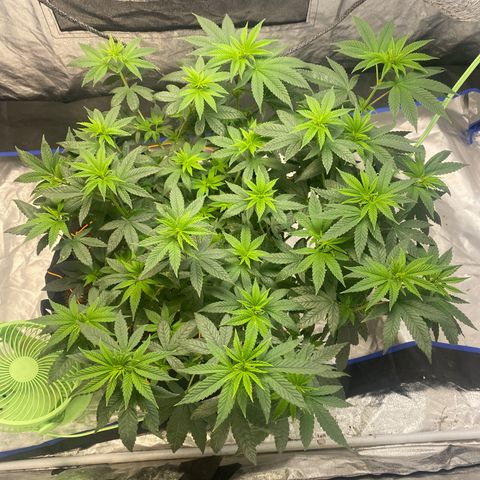 Wedding Cake growlog photo: She looks good!