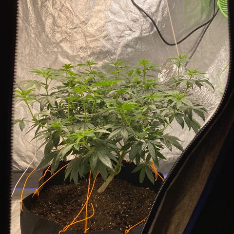 Wedding Cake growlog timeline photo