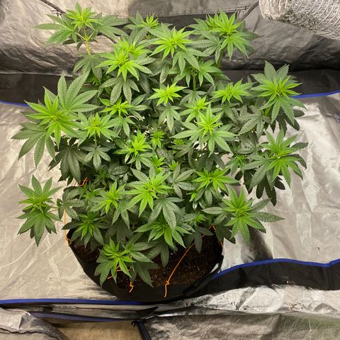 Wedding Cake growlog timeline photo