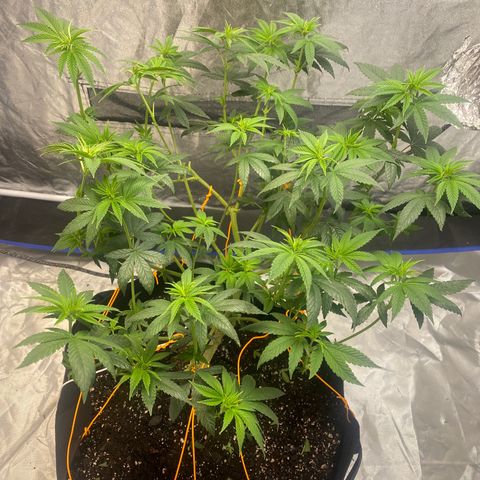 Wedding Cake growlog photo:  Stripped Groot