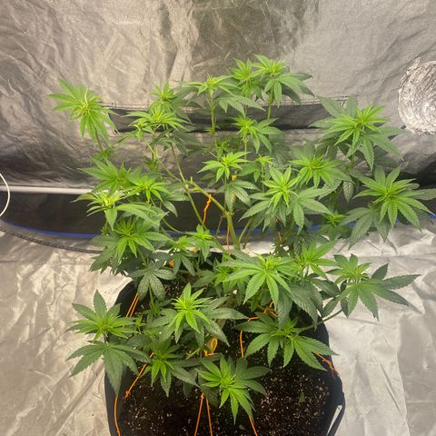 Wedding Cake growlog photo:  Stripped Groot
