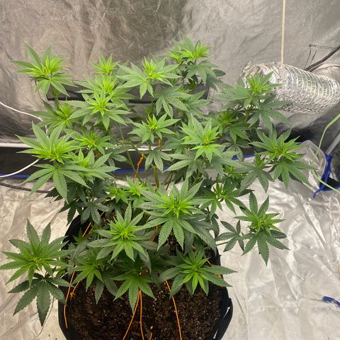 Wedding Cake growlog photo: 26.5 inch long 