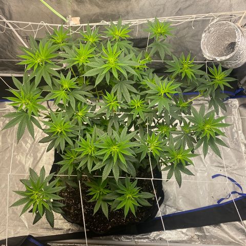 Wedding Cake growlog photo:  I first seen these signs of flowering white pretty early so we’re planning party for Nelly and we’re gonna make it at this point they have grown slightly. I am starting to get worried about light leak. Oh but I need to give it more time 