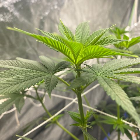 Wedding Cake growlog photo:  I first seen these signs of flowering white pretty early so we’re planning party for Nelly and we’re gonna make it at this point they have grown slightly. I am starting to get worried about light leak. Oh but I need to give it more time 
