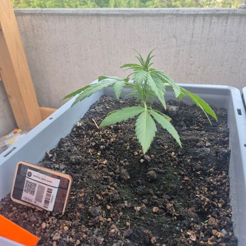 Crystal Meth growlog timeline photo