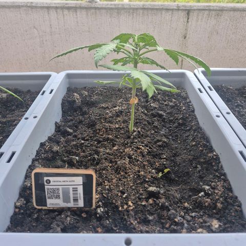 Crystal Meth growlog timeline photo