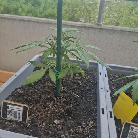 Crystal Meth growlog timeline photo