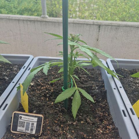 Crystal Meth growlog timeline photo
