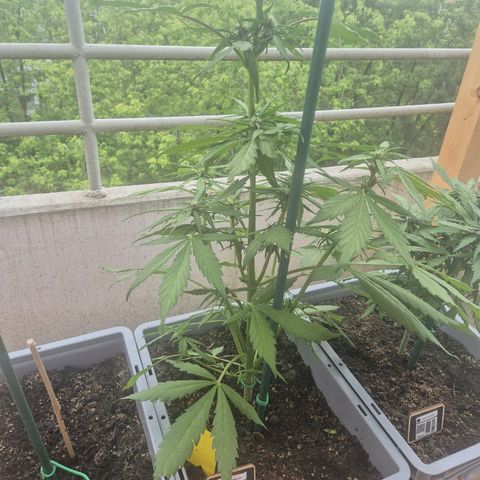 Crystal Meth growlog timeline photo