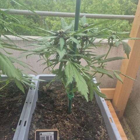 Crystal Meth growlog timeline photo