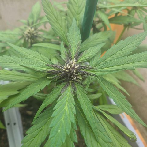 Crystal Meth growlog timeline photo