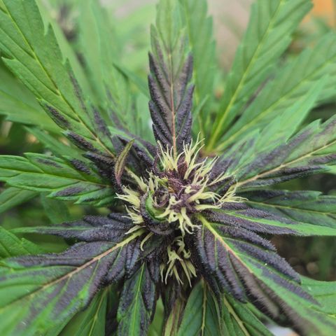 Crystal Meth growlog timeline photo