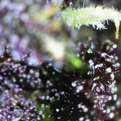 Crystal Meth growlog timeline photo