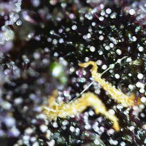 Crystal Meth growlog timeline photo