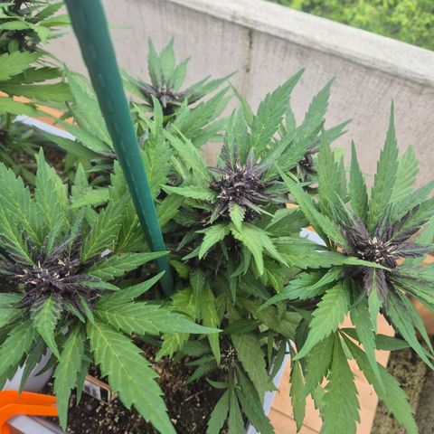 Crystal Meth growlog timeline photo