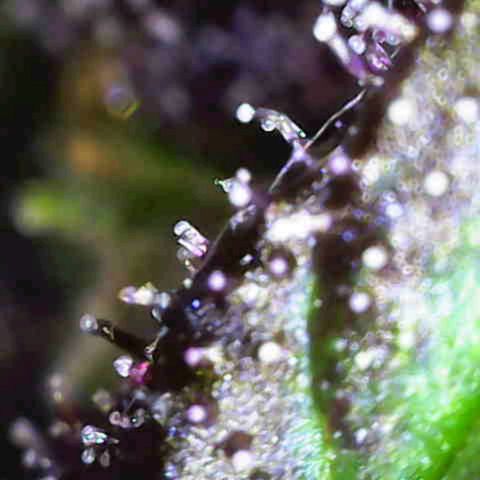 Crystal Meth growlog timeline photo