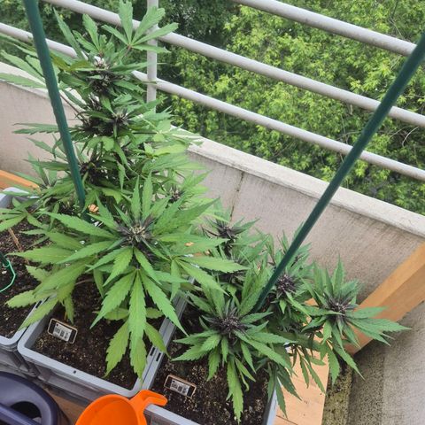 Crystal Meth growlog timeline photo