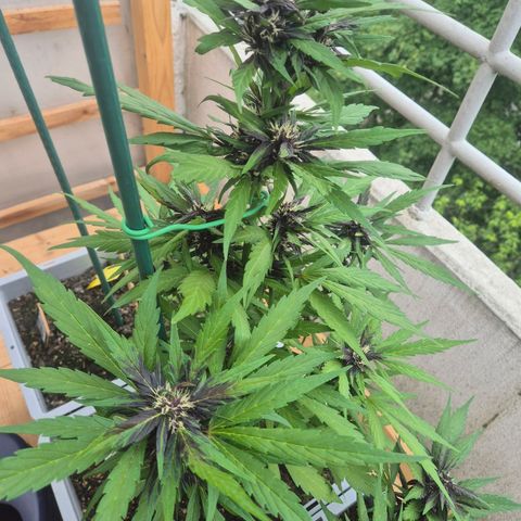 Crystal Meth growlog timeline photo