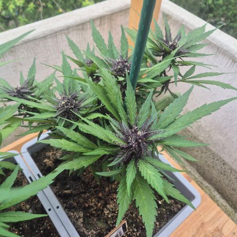 Crystal Meth growlog timeline photo