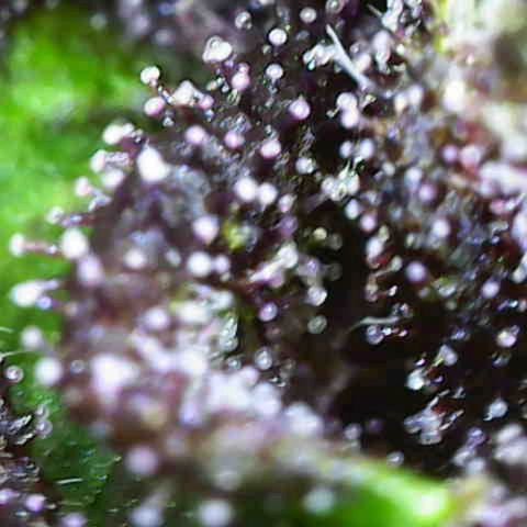 Crystal Meth growlog timeline photo