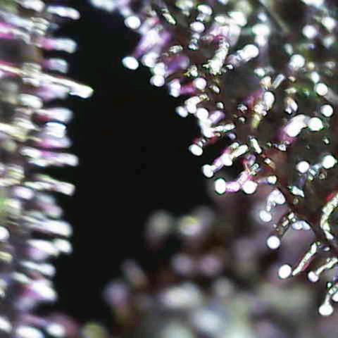 Crystal Meth growlog timeline photo