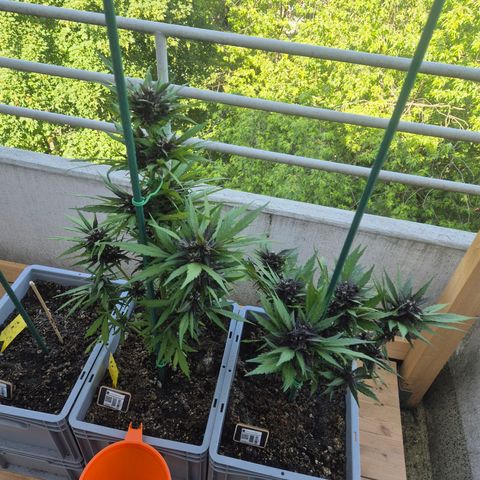 Crystal Meth growlog timeline photo