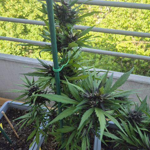 Crystal Meth growlog timeline photo