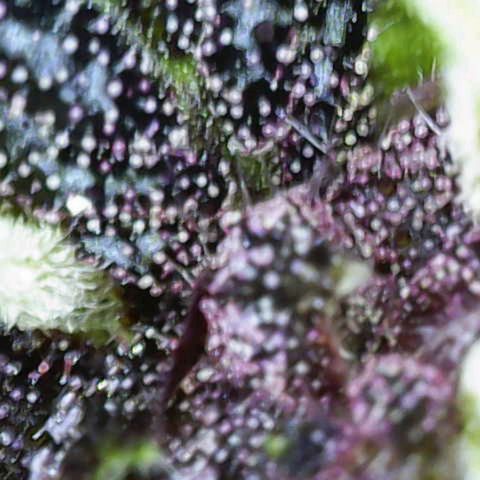 Crystal Meth growlog timeline photo