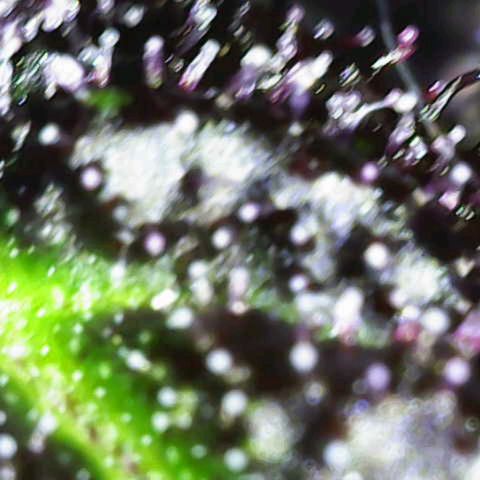 Crystal Meth growlog timeline photo