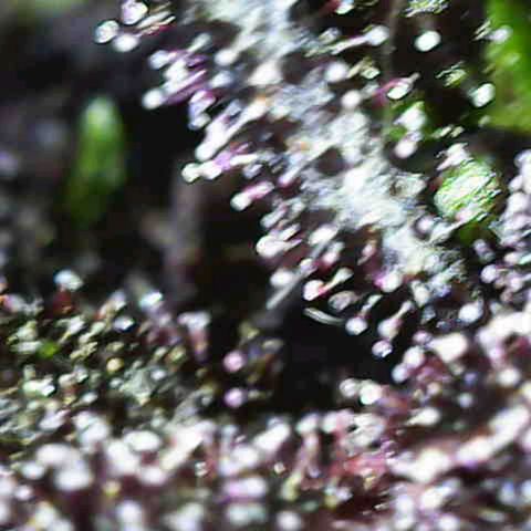 Crystal Meth growlog timeline photo