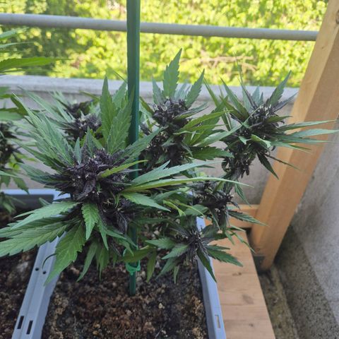 Crystal Meth growlog timeline photo