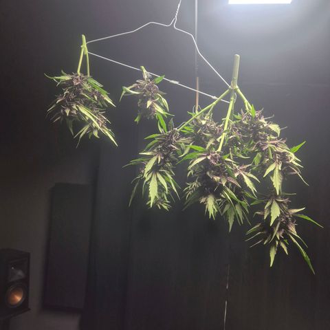 Crystal Meth growlog timeline photo