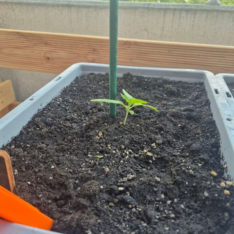 Sour Jealousy Auto (FastBuds)  growlog photo: Start der Bewässerung
