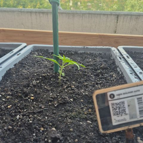 Sour Jealousy Auto (FastBuds)  growlog photo: Start der Bewässerung