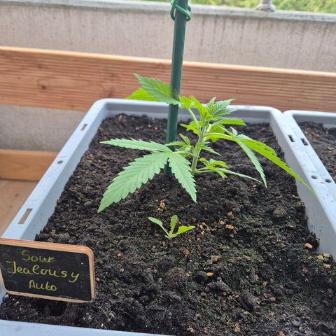 Sour Jealousy Auto (FastBuds)  growlog timeline photo