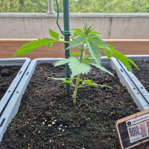 Sour Jealousy Auto (FastBuds)  growlog timeline photo