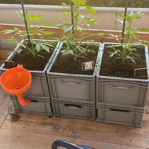 Sour Jealousy Auto (FastBuds)  growlog timeline photo