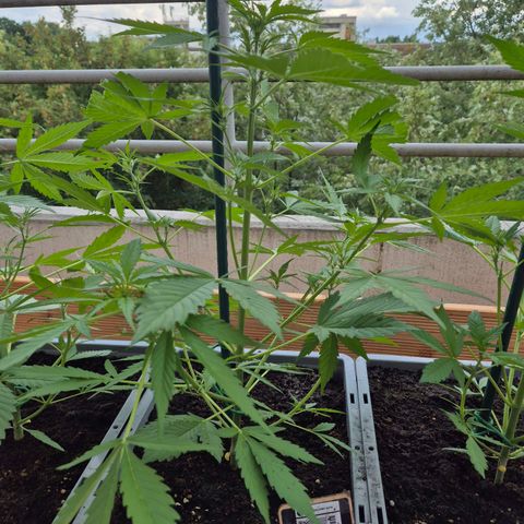 Sour Jealousy Auto (FastBuds)  growlog timeline photo