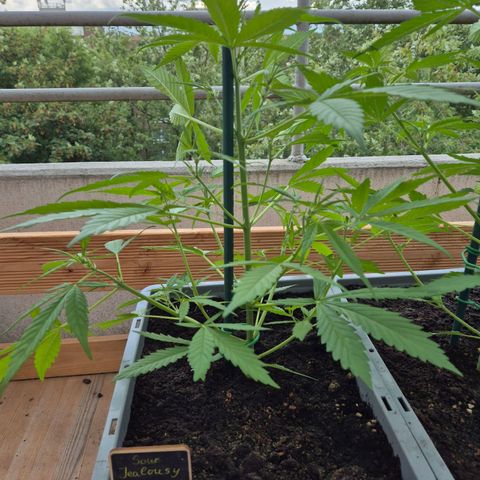 Sour Jealousy Auto (FastBuds)  growlog timeline photo