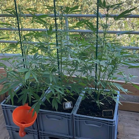 Sour Jealousy Auto (FastBuds)  growlog timeline photo