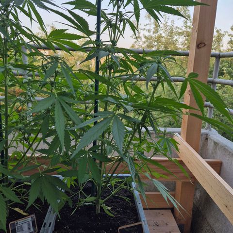 Sour Jealousy Auto (FastBuds)  growlog timeline photo