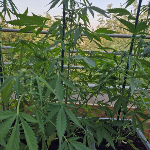 Sour Jealousy Auto (FastBuds)  growlog timeline photo