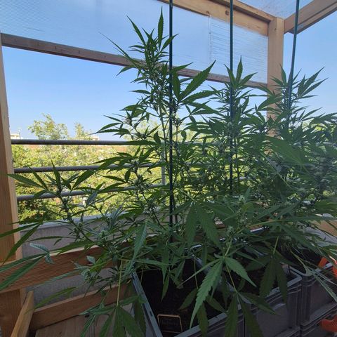 Sour Jealousy Auto (FastBuds)  growlog timeline photo