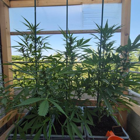 Sour Jealousy Auto (FastBuds)  growlog timeline photo